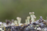 Bekermos (Cladonia)