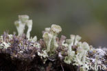 pixie cup (Cladonia)