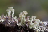 Bekermos (Cladonia)