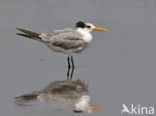 Lesser Crested-Tern (Sterna bengalensis)