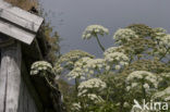 Giant Hogweed (Heracleum mantegazzianum)