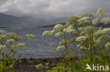 Giant Hogweed (Heracleum mantegazzianum)