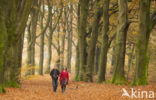 Beech (Fagus spec.)