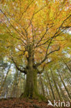 Beech (Fagus spec.)