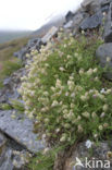 Bladder Campion (Silene vulgaris)