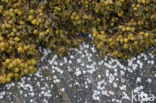 Bladder wrack (Fucus vesiculosus)