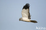 Northern Harrier