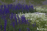 Blauwe monnikskap (Aconitum napellus)