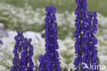 Blauwe monnikskap (Aconitum napellus)