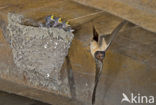 Boerenzwaluw (Hirundo rustica) 