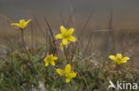 Marsh Saxifrage (Saxifraga hirculus)