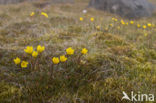 Bokjessteenbreek (Saxifraga hirculus)