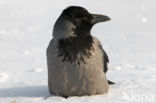 Bonte Kraai (Corvus cornix cornix)