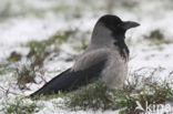 Bonte Kraai (Corvus cornix cornix)