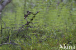 Bospaardenstaart (Equisetum sylvaticum)