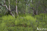 Bospaardenstaart (Equisetum sylvaticum)