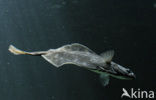 Flounder (Platichthys flesus)