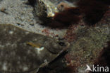 Flounder (Platichthys flesus)