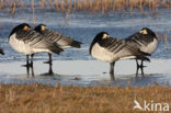 Barnacle Goose (Branta leucopsis)
