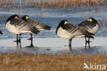 Barnacle Goose (Branta leucopsis)