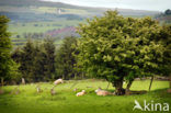 Brecon Beacons National Park