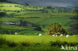 Brecon Beacons National Park