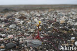 broadsepal saxifrage (Saxifraga platysepala)