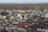 broadsepal saxifrage (Saxifraga platysepala)