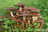 Clustered Brittlestem (Psathyrella multipedata)