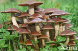 Clustered Brittlestem (Psathyrella multipedata)