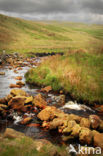 Cambrian Mountains