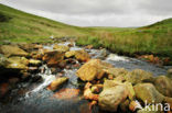 Cambrian Mountains