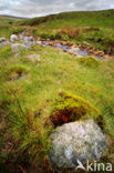 Cambrian Mountains