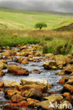 Cambrian Mountains