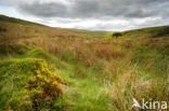 Cambrian Mountains