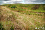 Cambrian Mountains