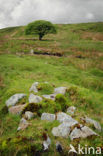 Cambrian Mountains