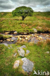 Cambrian Mountains