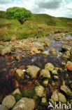 Cambrian Mountains