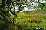 Cambrian Mountains