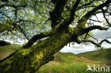 Cambrian Mountains