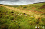 Cambrian Mountains