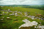 Cambrian Mountains