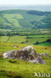 Cambrian Mountains