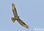 Canary island buzzard (Buteo buteo insularum)