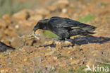 Canarische Raaf (Corvus corax tingitanus)