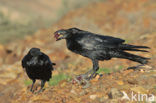 Canarische Raaf (Corvus corax tingitanus)