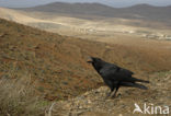 Canarische Raaf (Corvus corax tingitanus)