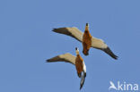 Casarca (Tadorna ferruginea)