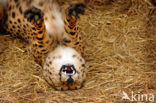 Cheetah